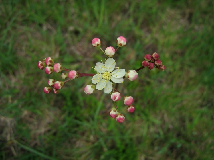 Filipendula vulgaris